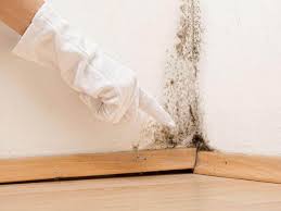 Reliable Arcola, TX Mold Prevention & Removal  Solutions